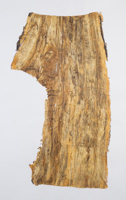 Skin of Tree 16｜197×121cm｜2015｜craft glue,oil ink,paper