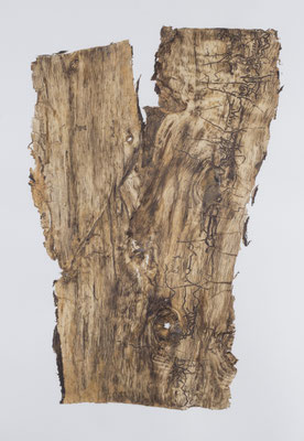 Skin of Tree 20｜176×120.5cm｜2015｜craft glue,oil ink,paper