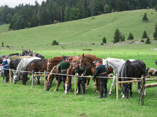 Deutscher Kavallerieverband, Gedenkritt Abschaffung der Schweizer Kavallerie, Kavalleriepferd