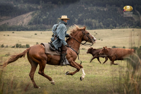 RossFoto Dana Krimmling, Reenactment Great Beefsteak Raid, Deutscher Kavallerieverband, Pferdefotografie, US CS Cavalry, 
