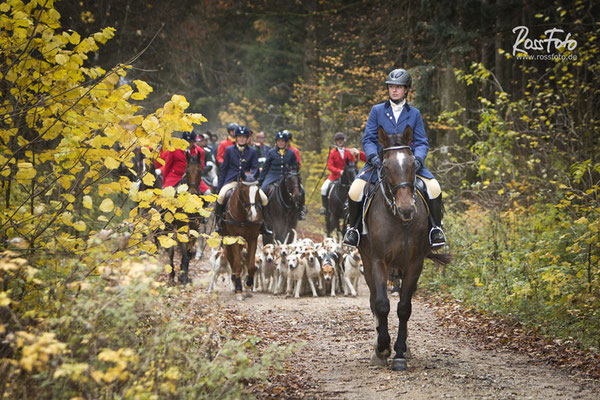 RossFoto Dana Krimmling; Schleppjagd Deutscher Kavallerieverband; Sigmaringen 2015; Pferdefotografie; Fotografie; Wanderreiten; Freizeitreiten; Jagdreiten; Kavallerie; Kavalleriereiten; Schleppjagd; Jagdhunde; Hundemeute; Meute; Jagd; Herbstjagd; Deutsche