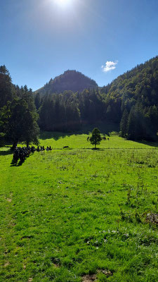 Deutscher Kavallerieverband, Gedenkritt Abschaffung der Schweizer Kavallerie, Kavalleriepferd