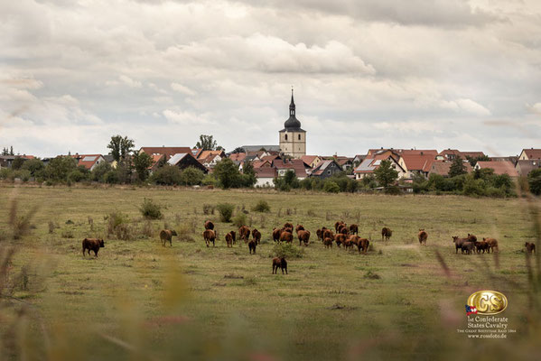 RossFoto Dana Krimmling, Reenactment Great Beefsteak Raid, Deutscher Kavallerieverband, Pferdefotografie, US CS Cavalry, 