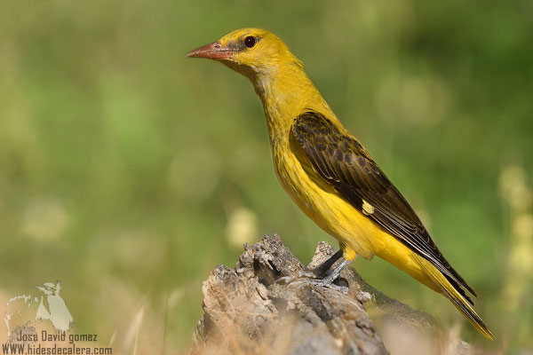 golden oriole from photohide