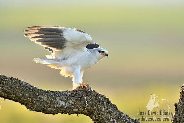 Elanus caeruleus