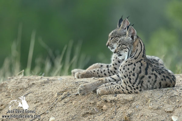 Giovane lince iberica