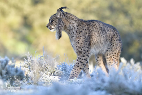 Iberian lynx in mating time