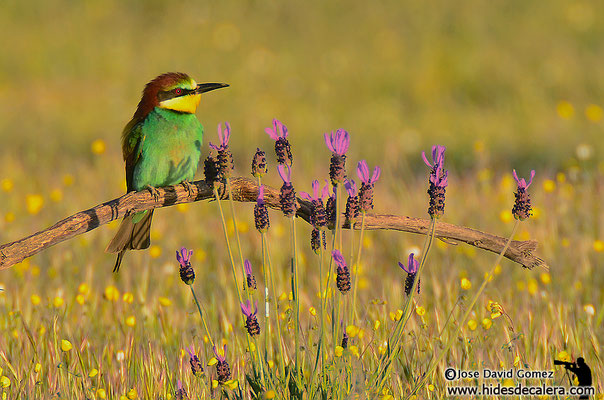 fotografía de naturaleza desde hide de abejarucos