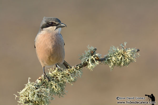 Iberian great grey shrike