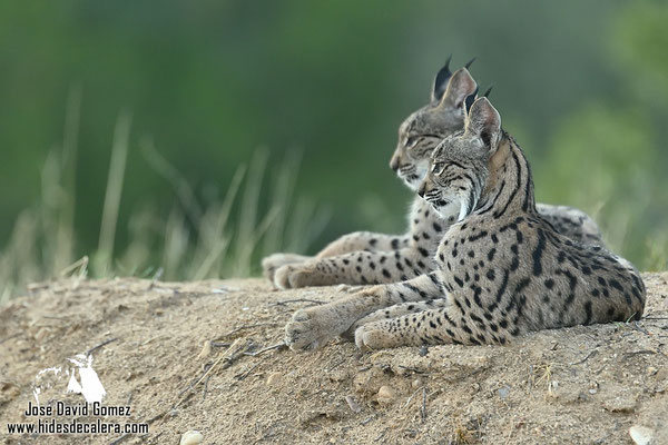 linces ibericos jovenes