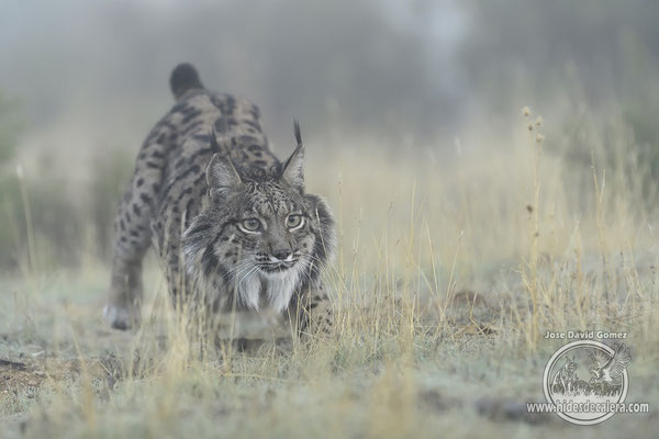 Hides to photograph Iberian Lynx