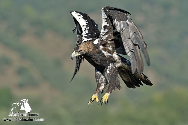 Imperial eagle taken from our photo hide