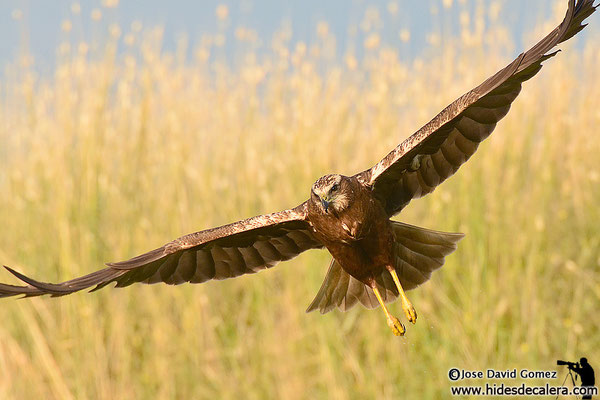 Aguilucho lagunero