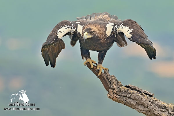 Foto de águila Imperial 