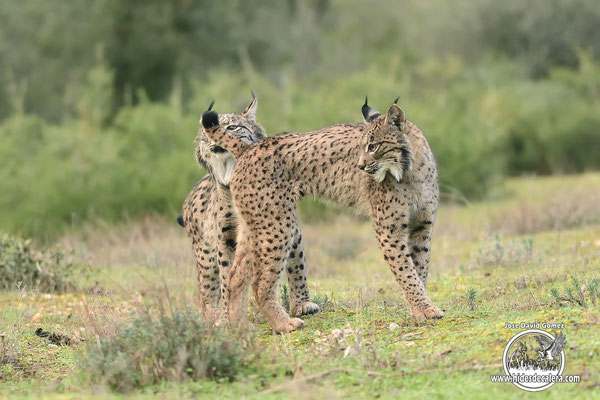 Lince iberico en celo