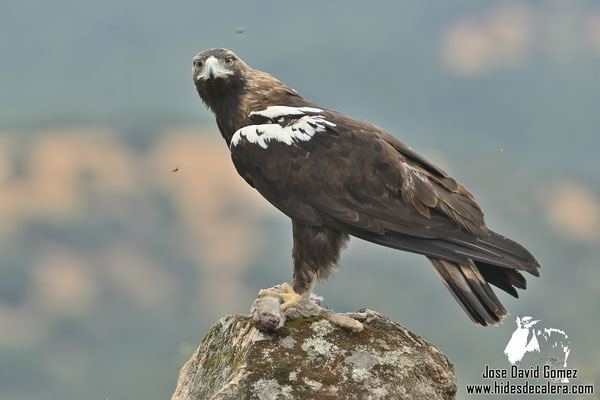 Imperial eagle hide near to Extremadura