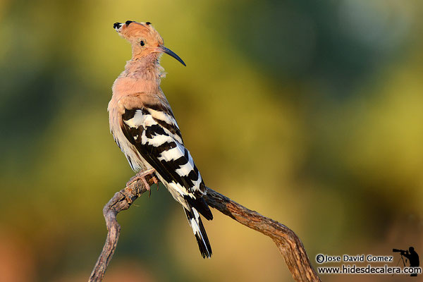 hide for hoopoe