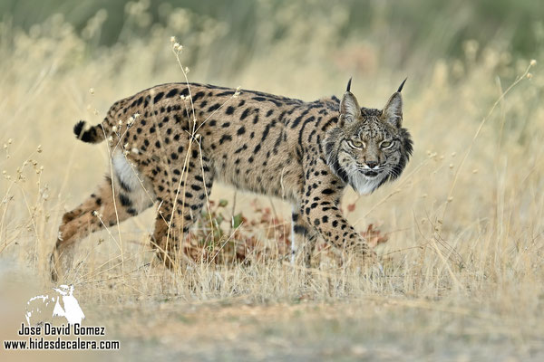 Iberian Lynx photo hide