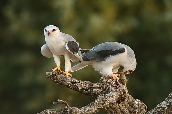 pareja de elanio azul cebando