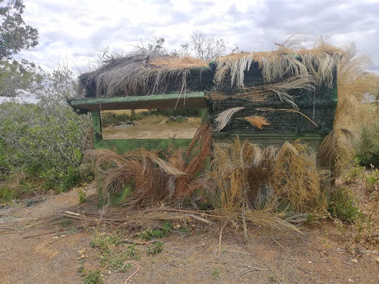 Hide to photographing Iberian Lynx