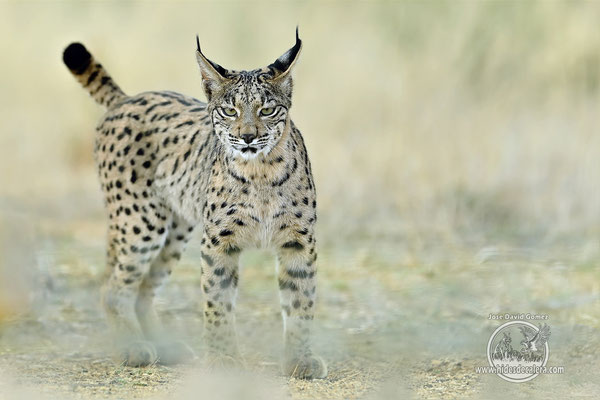 Iberian lynx in Spain