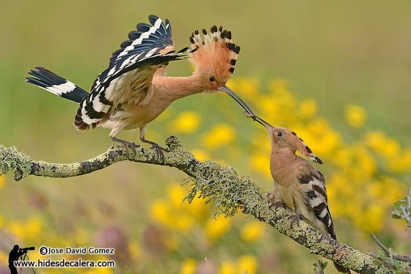 Hoopoe nesting