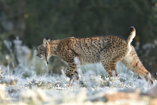 lynx from a hide in Spain