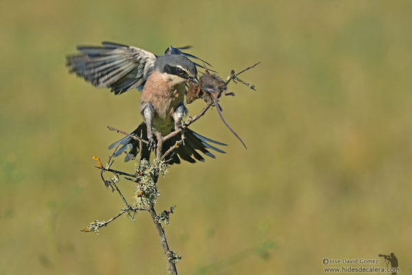 Hide of grey shrike with mouse