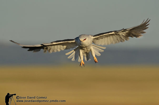 vuelo fotografiado desde hide para fotografia de naturaleza