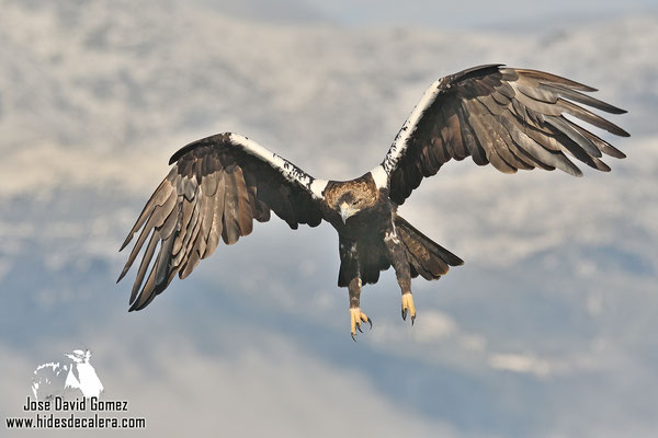 Imperial eagle photo hide in Spain