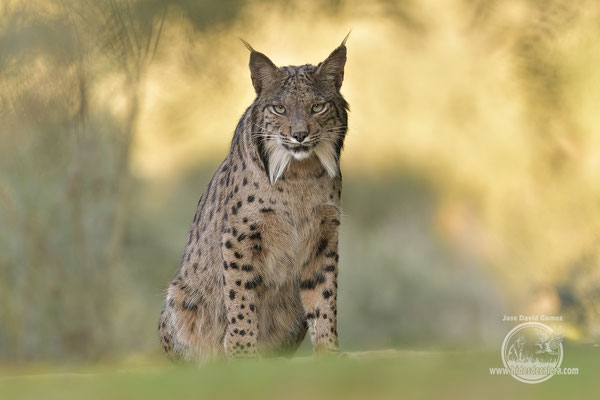 Iberian lynx photographing from wildlife photo hide