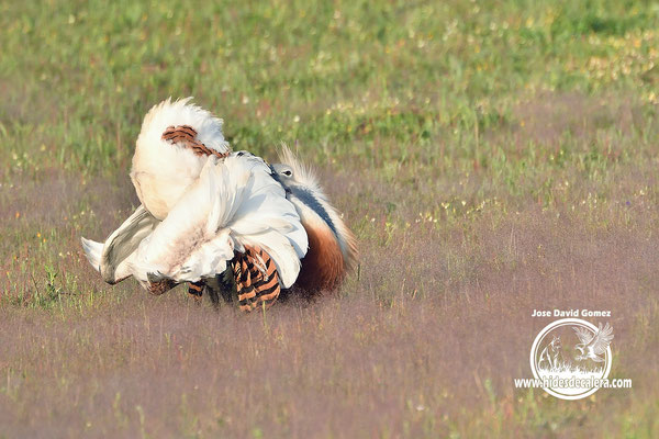 Hides de Avutardas, águila imperial, lince iberico o elanio azul. -  Wildlife photo hides in Spain