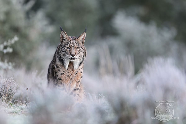 Lince fotografata in capanno 