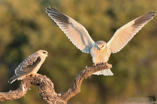 juveniles de elanio azul