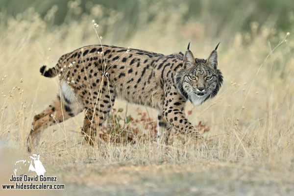 Capanno lince iberica 