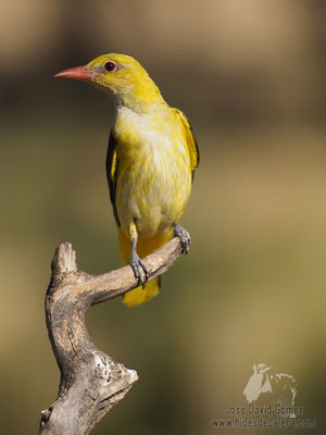 golden oriole