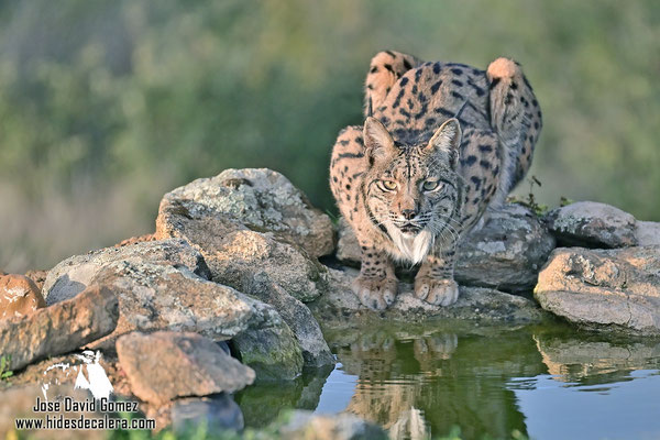 Iberian lynx drinking 