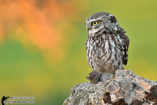 wildlife photo hide for little olw