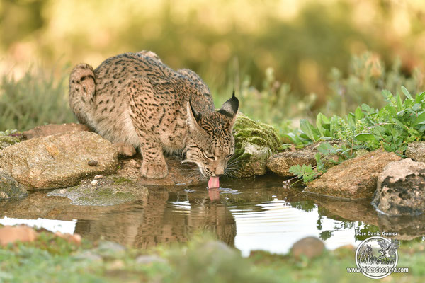 Lynx drinking