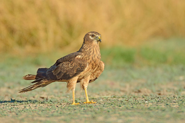 Aguilucho