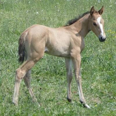 Dun oder dunskin Stutfohlen, aus einer "Jacs little Pine" Tochter, Züchter Ina Hölzel, Frankreich