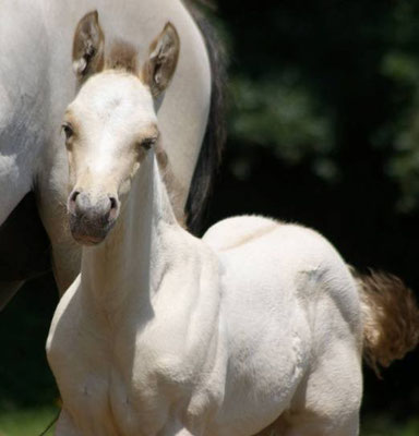 Amber cream champagne dun + grey Stutfohlen, aus einer "Hollywood Dun it" Tochter, Züchter BE Western-Horses