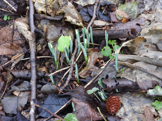Schneeglöckchen (Galanthus nivalis)