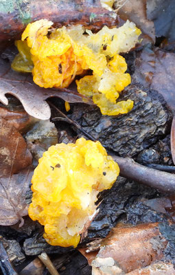 Goldgelber Zitterling (Tremella mesenterica)