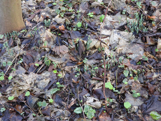 Schneeglöckchen (Galanthus nivalis)