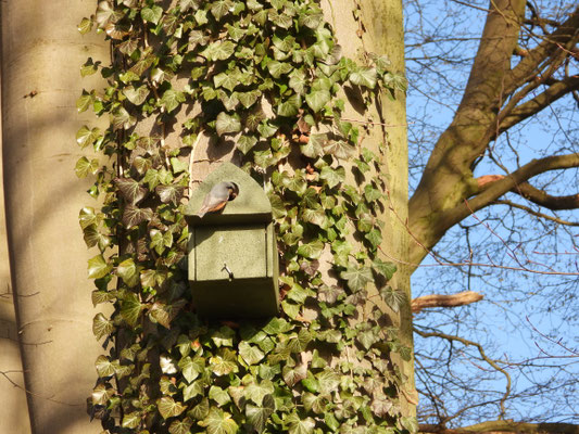 Kleiber an Nistkasten im Wald