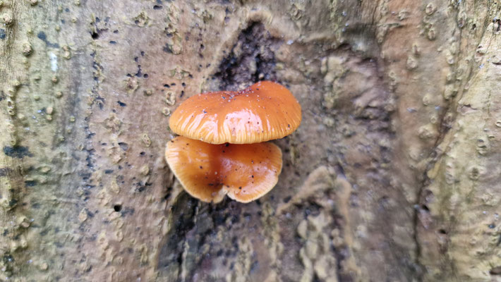 Gemeiner Samtfußrübling (Flammulina velutipes)