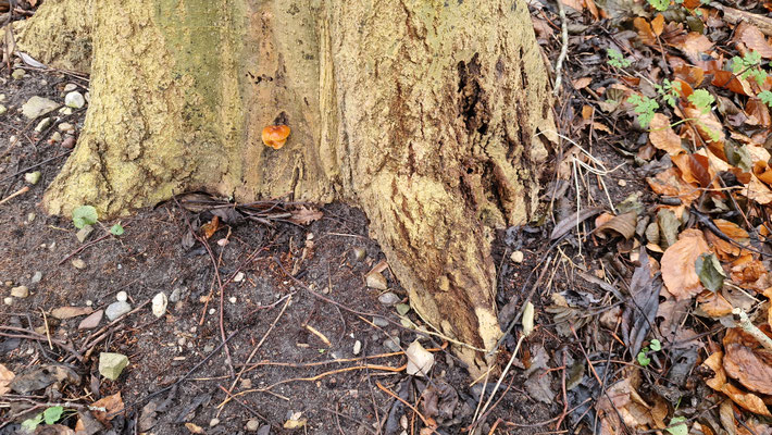 Gemeiner Samtfußrübling (Flammulina velutipes)