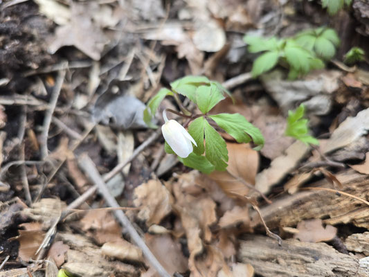 Buschwindröschen mit weißer Blüte