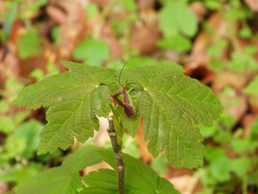 Wipfel-Stachelwanze (Acanthosoma haemorrhoidale)